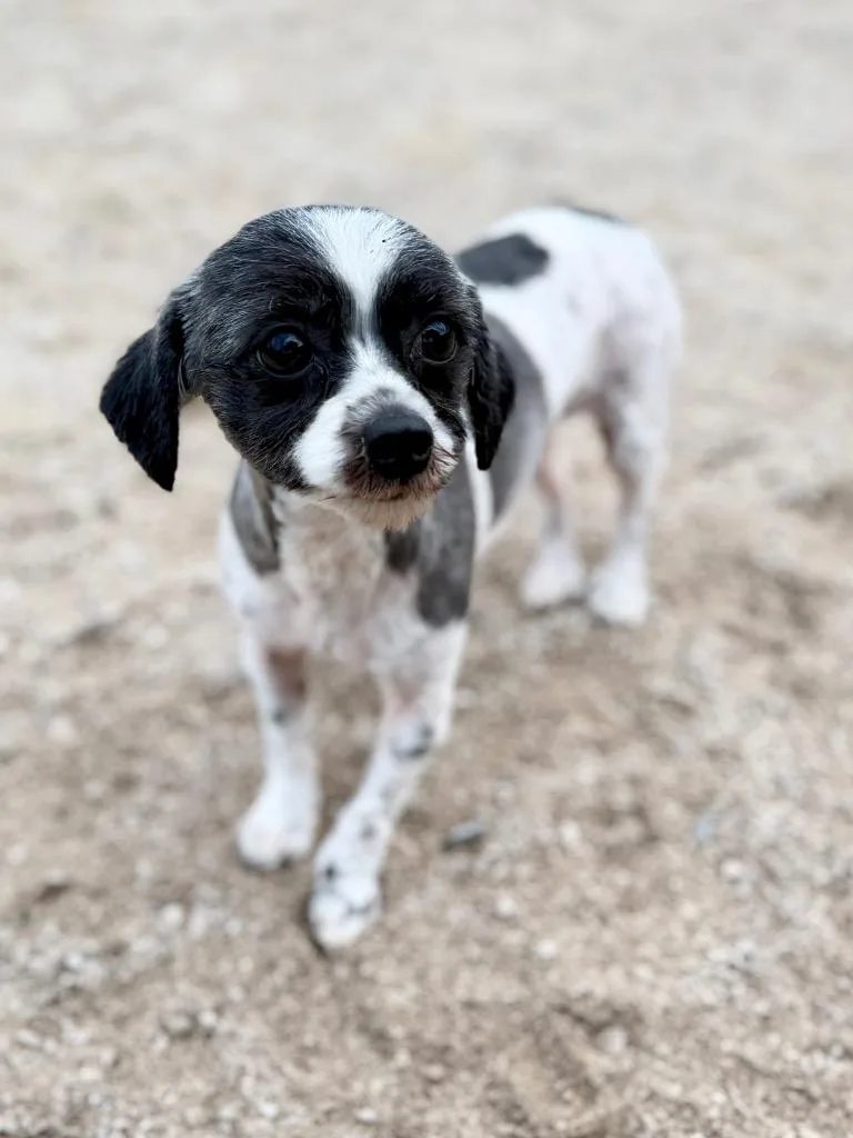 Sammy