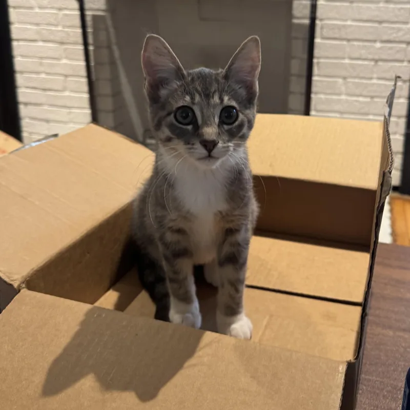 A baby small-sized female Tabby (Gray / Blue / Silver) Domestic Short Hair cat named Rosie for adoption in Hudsonville, MI