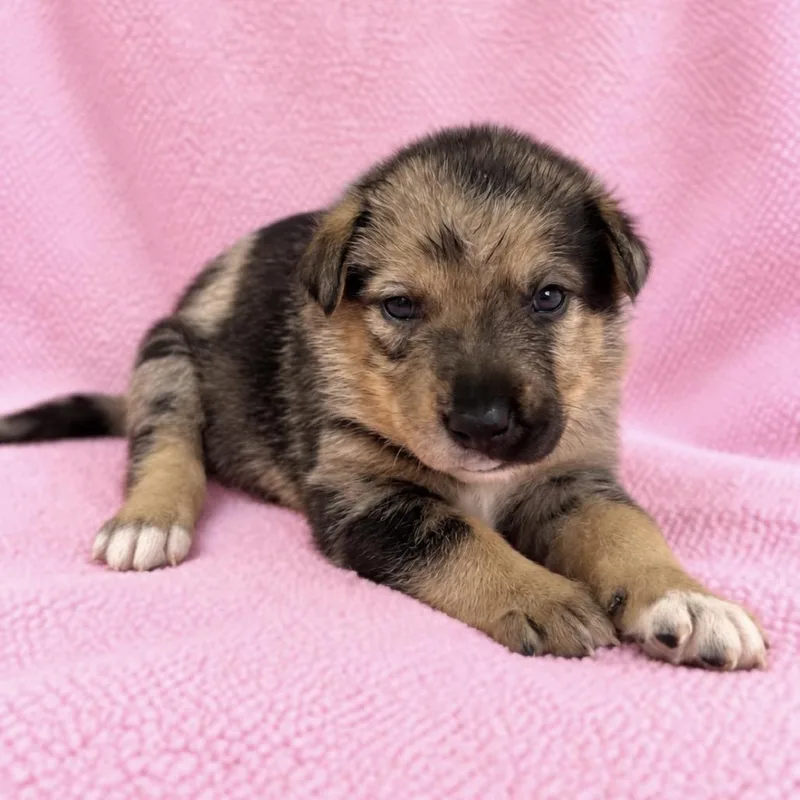 A baby medium-sized female German Shepherd Dog dog named Bambi for adoption in St. Peters, MO