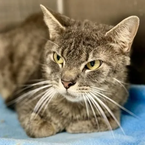 An adult medium-sized male Tabby (Gray / Blue / Silver) Domestic Short Hair cat named Berlioz for adoption in Columbia, MD