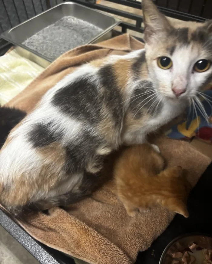 A baby medium-sized female Domestic Short Hair cat named Mimosa for adoption in Rockport, TX