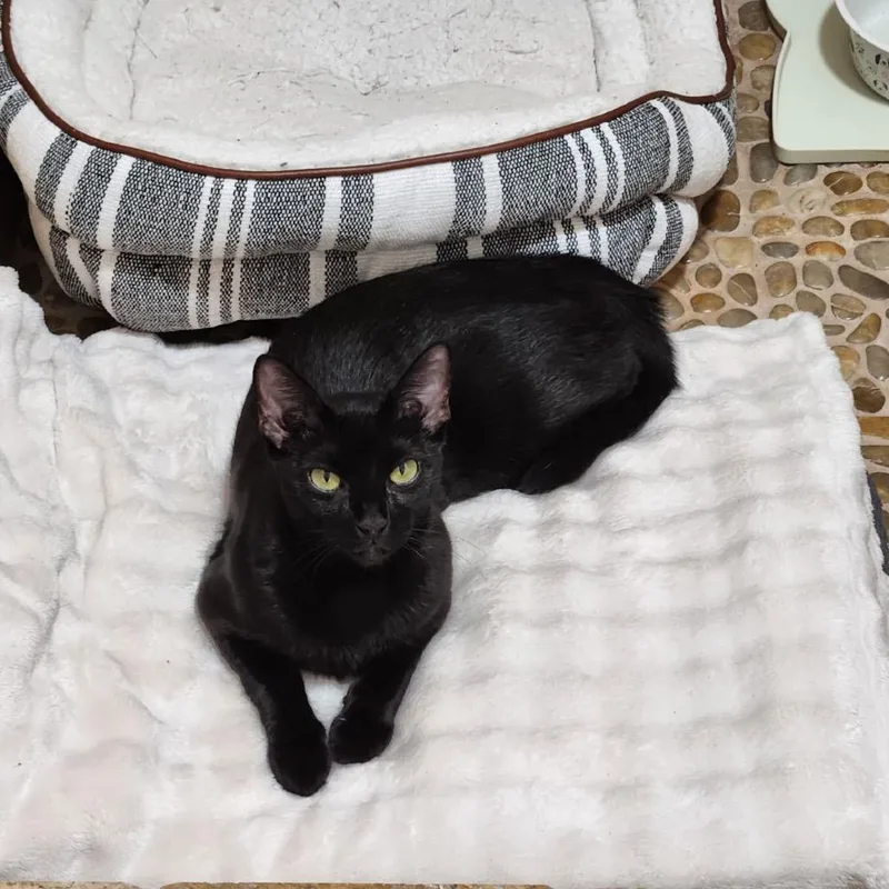 A young medium-sized female Black Domestic Short Hair cat named Violet for adoption in New Fairfield, CT