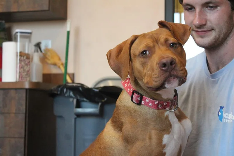 A baby large-sized male Red / Chestnut / Orange Pit Bull Terrier dog named Odin for adoption in Chestertown, MD