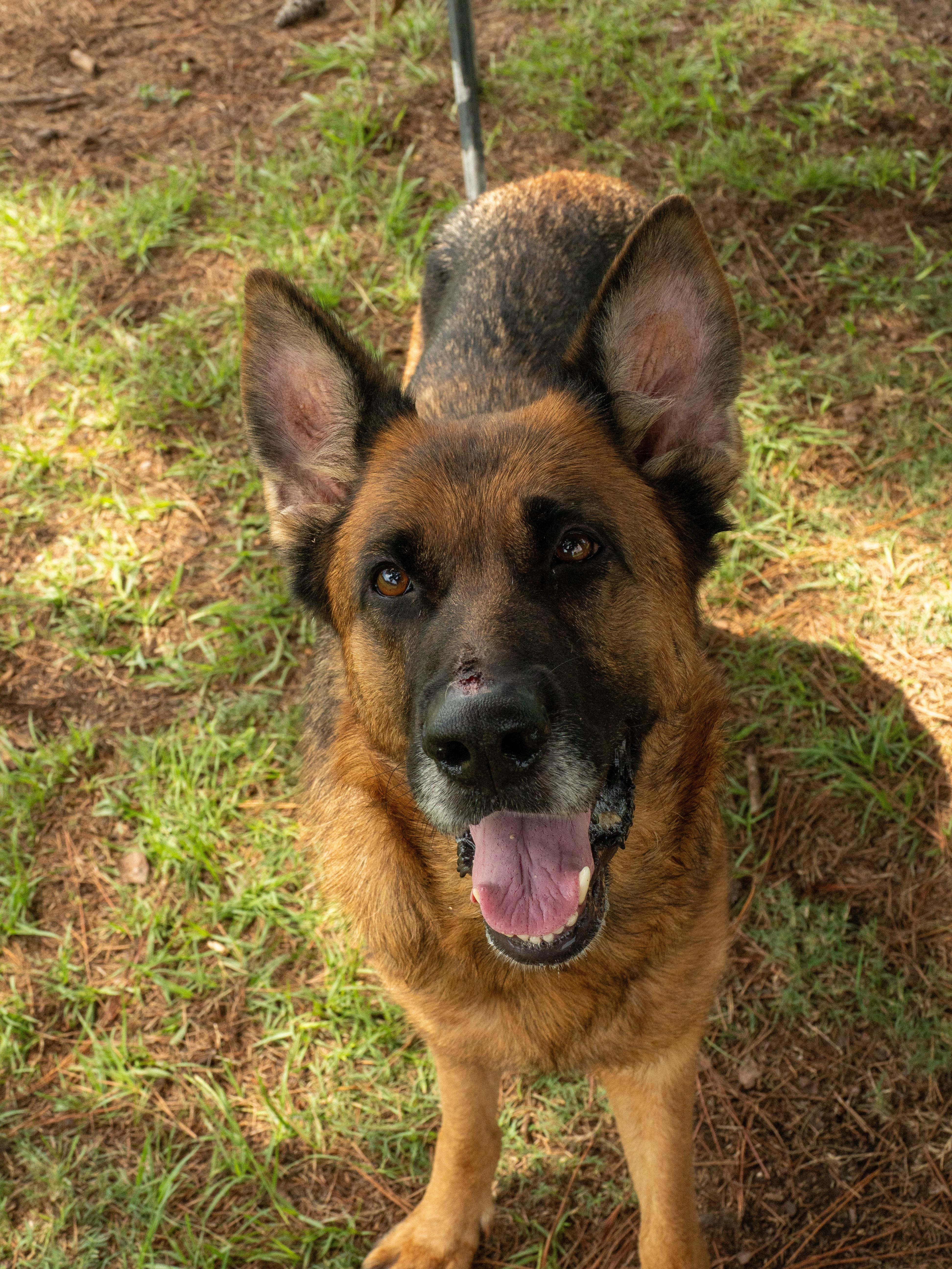 An adult large-sized female Brown / Chocolate German Shepherd Dog dog named Wilma for adoption in Myrtle Beach, SC