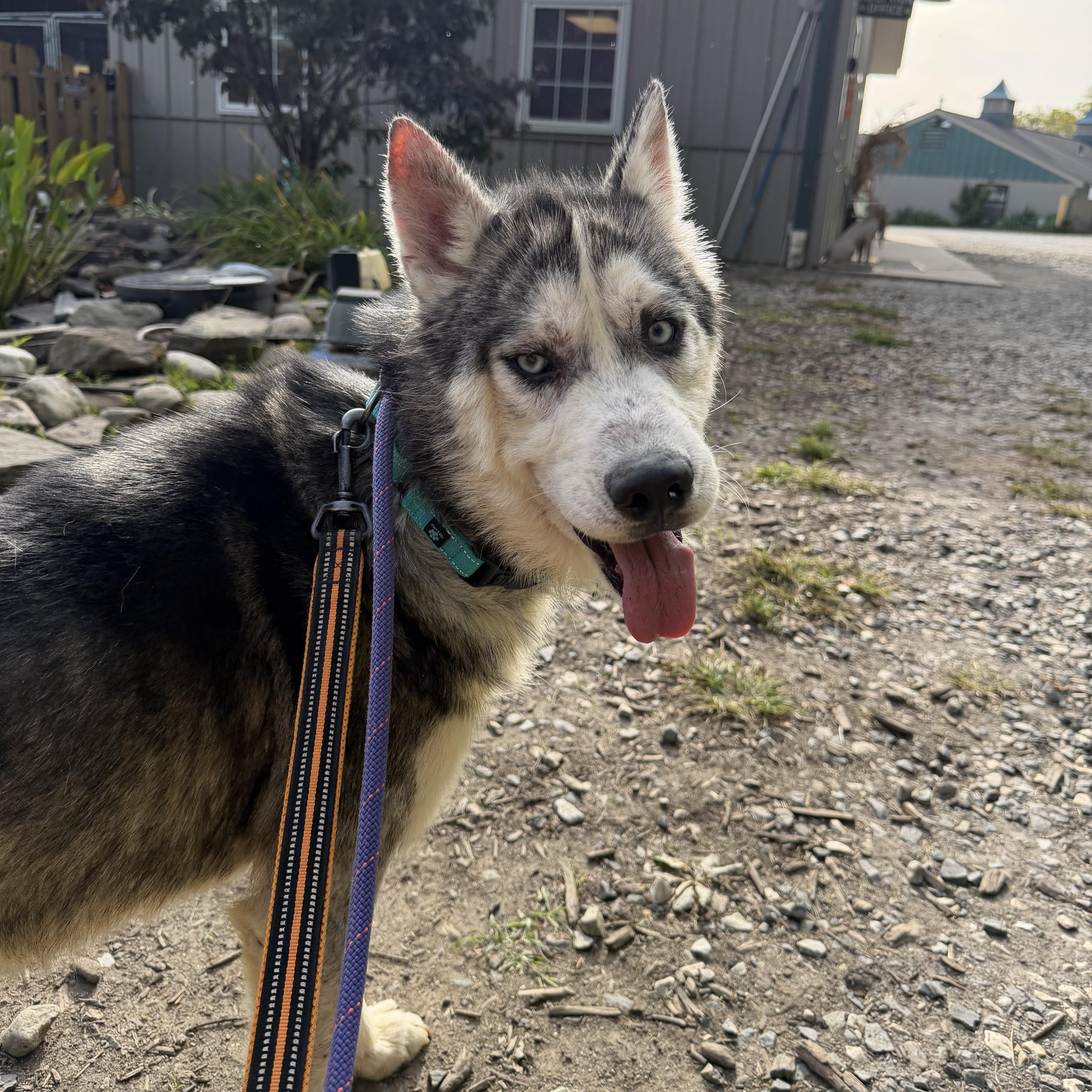 An adult medium-sized male Black Siberian Husky dog named Oskar for adoption in Phoenixville, PA