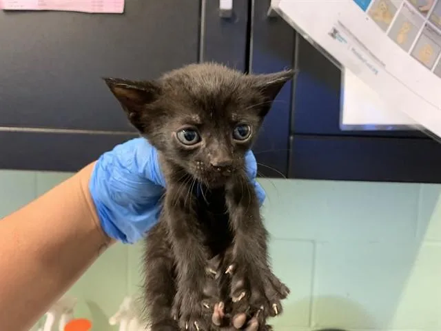 A baby small-sized male Domestic Short Hair cat named Jack for adoption in Grand Prairie, TX