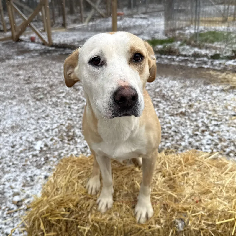 Buffalo Bill thumbnail 3