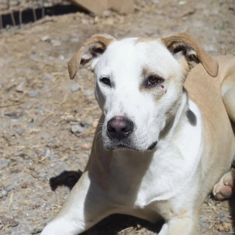 Buffalo Bill thumbnail 5