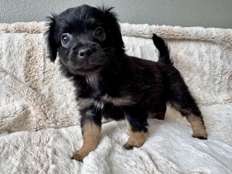A baby small-sized female Black Chihuahua dog named Mary for adoption in Coachella, CA