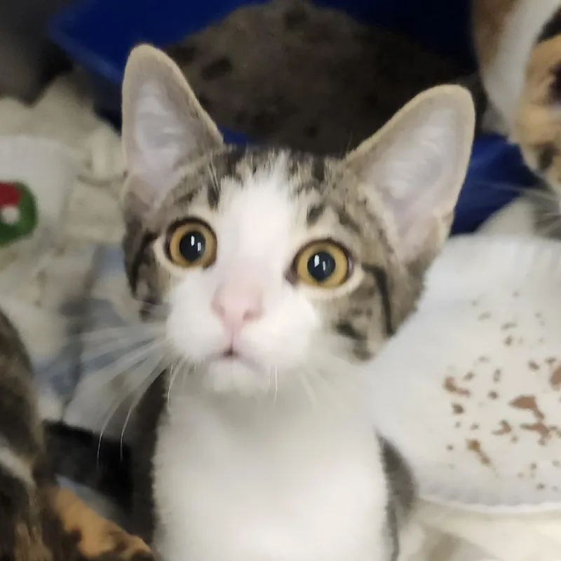 A baby small-sized male Brown / Chocolate Domestic Short Hair cat named Tow Mater for adoption in Columbia Station, OH