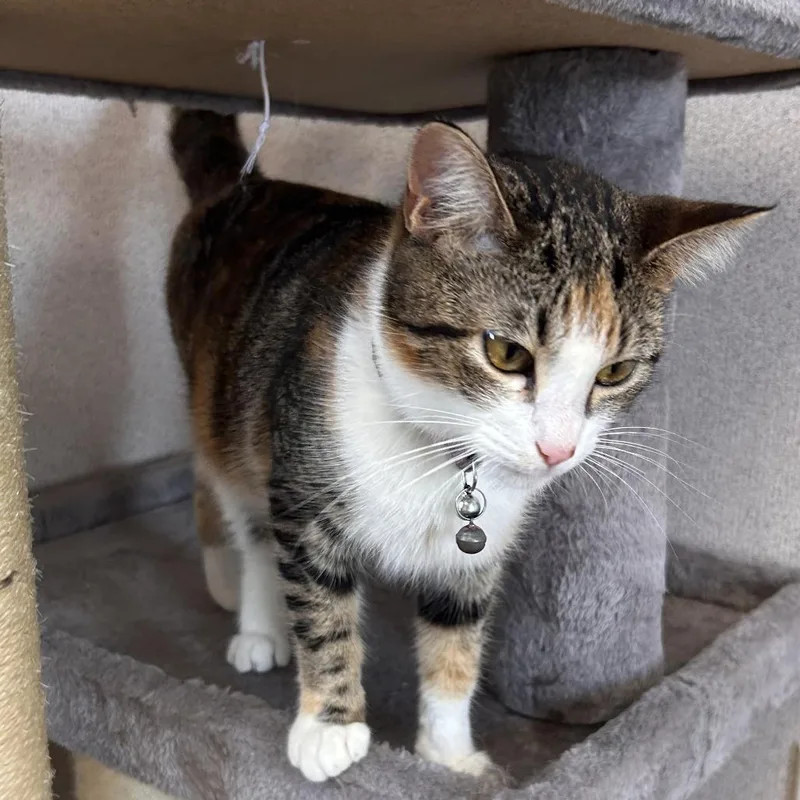 An adult small-sized female Gray / Blue / Silver American Shorthair cat named Clarissa for adoption in Bendena, KS