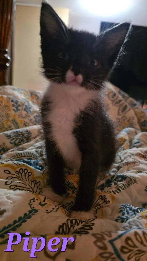 A baby medium-sized female Domestic Short Hair cat named Piper for adoption in Johnson City, TN