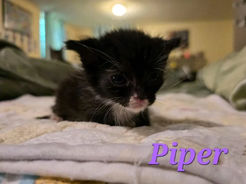 Piper thumbnail 3