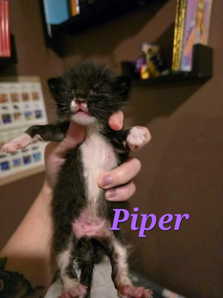 Piper thumbnail 4