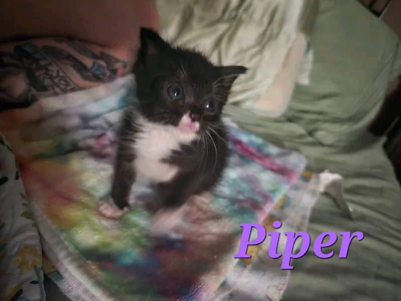 Piper thumbnail 5