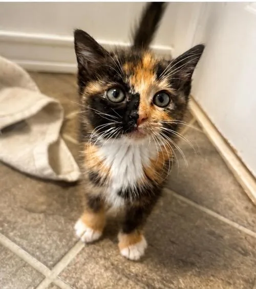 A baby medium-sized female Calico cat named Juniper for adoption in Haddon Heights, NJ