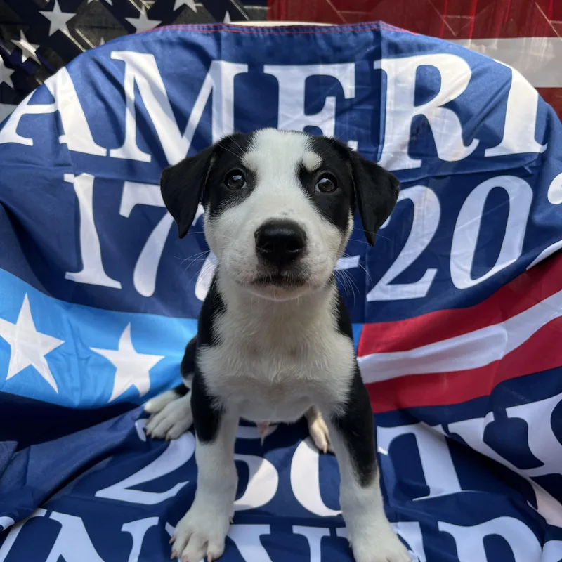A baby medium-sized male White / Cream Pit Bull Terrier dog named Revelry for adoption in Greensboro, GA