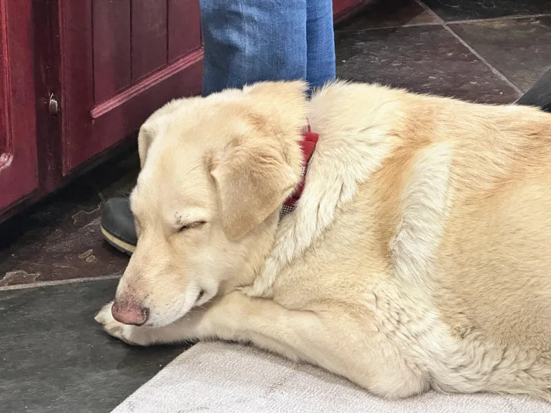 Sugar – A Gentle thumbnail 2