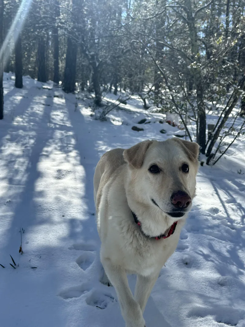 Sugar – A Gentle thumbnail 3