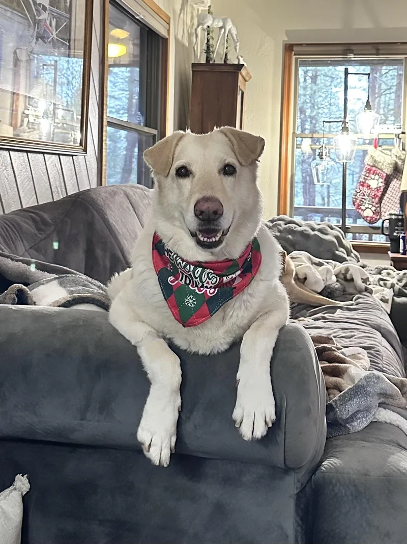 Sugar – A Gentle thumbnail 4