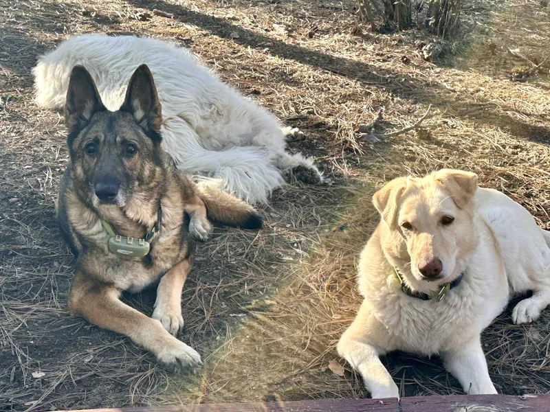 Sugar – A Gentle thumbnail 5