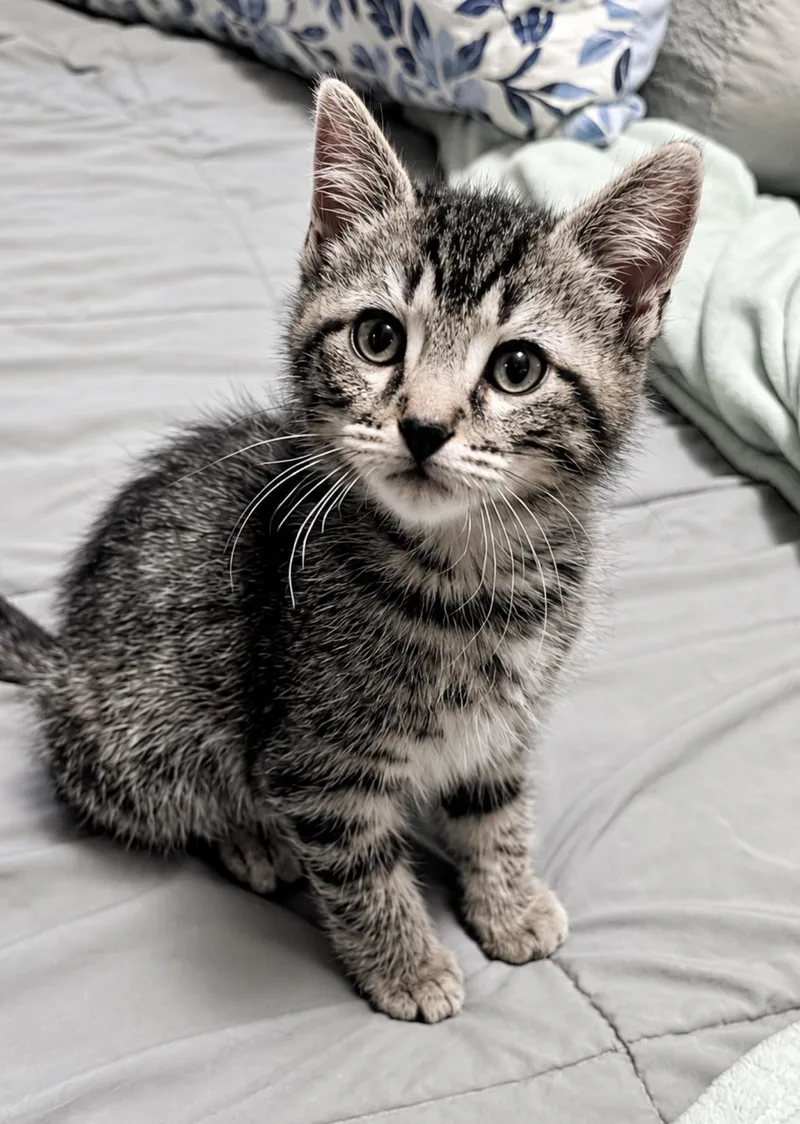 A baby medium-sized male Tabby (Gray / Blue / Silver) Domestic Short Hair cat named Piglet for adoption in Youngstown, OH