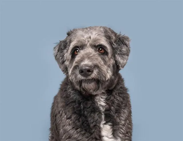 An adult large-sized male Poodle dog named Spencer for adoption in Saint Louis, MO