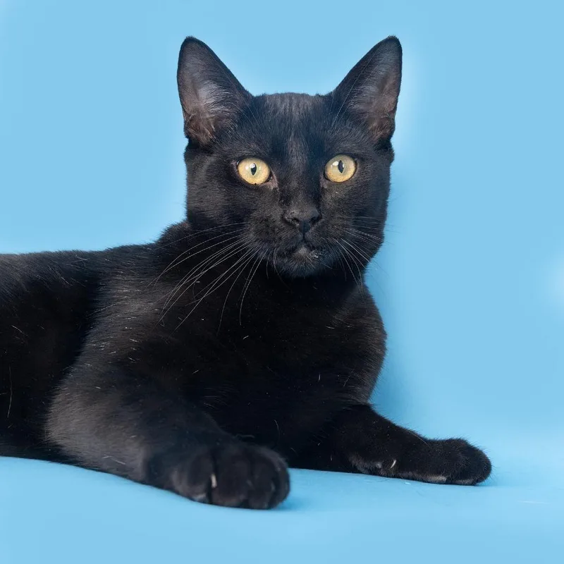 A young medium-sized female Black American Shorthair cat named Zara for adoption in Franklin, TN