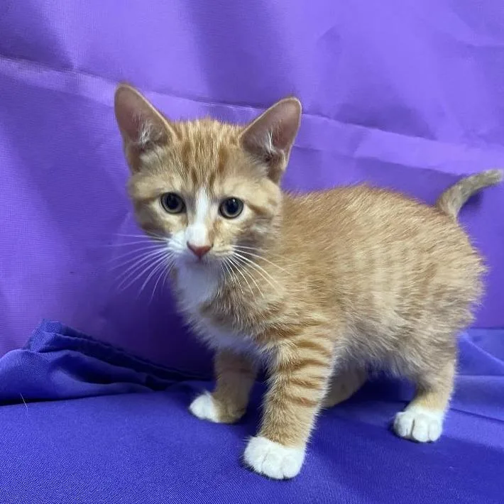 A baby small-sized male Orange / Red Domestic Medium Hair cat named Ziploc for adoption in North Myrtle Beach, SC