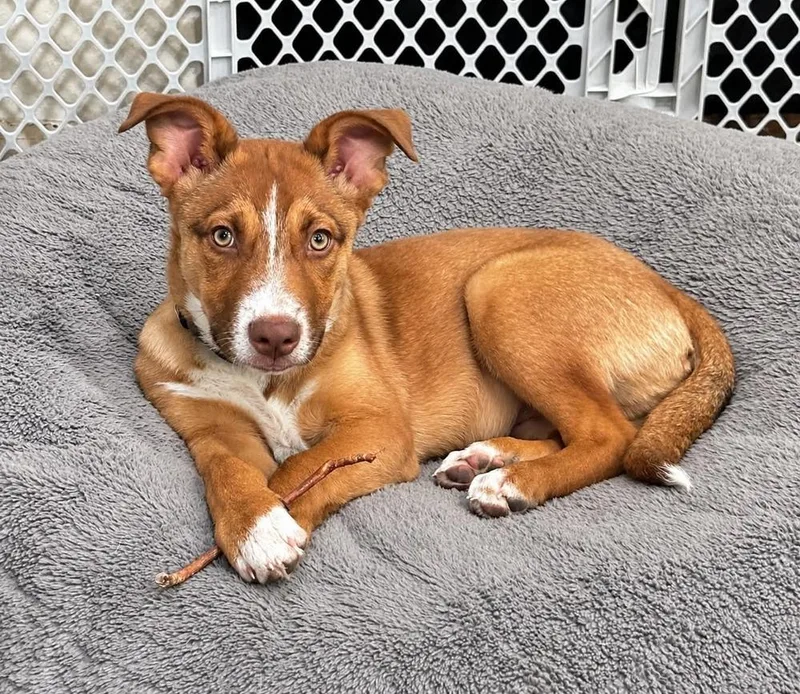A baby medium-sized male Shepherd dog named Rumi for adoption in Boulder, CO