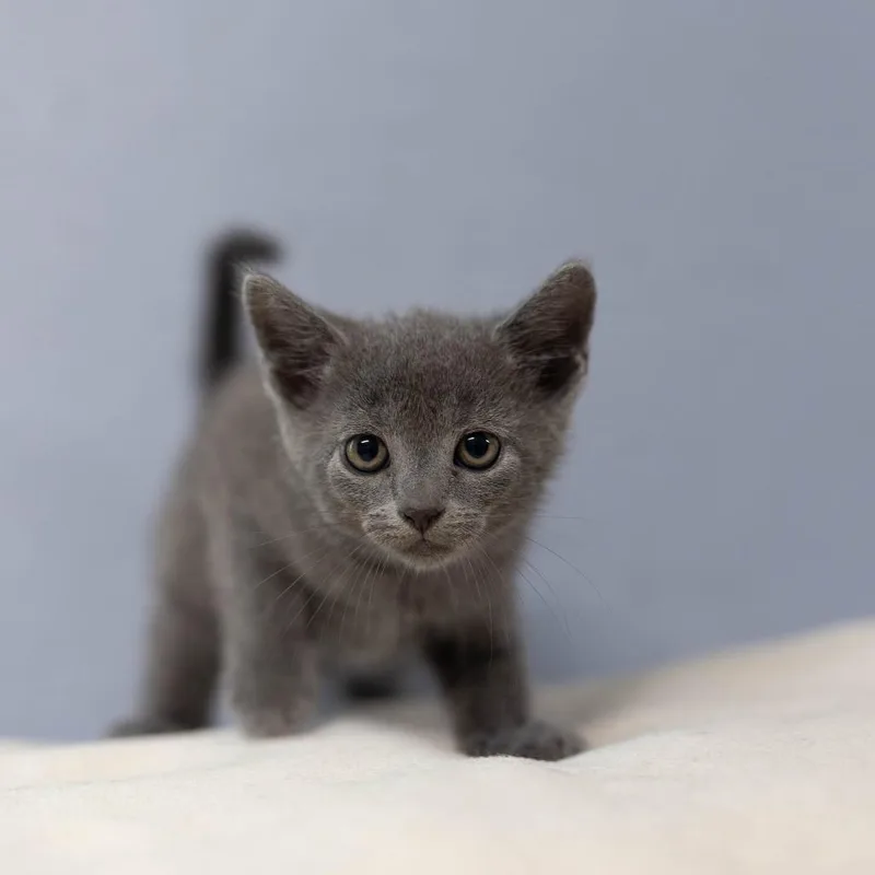 A baby small-sized female Gray / Blue / Silver Domestic Short Hair cat named Tessa for adoption in Talbott, TN