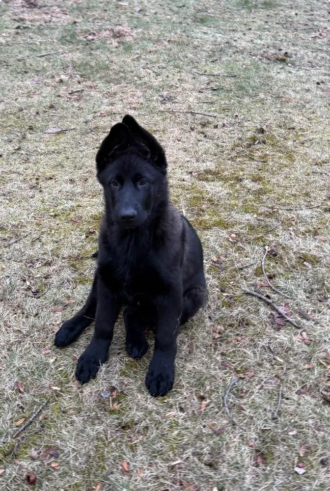 Rufus