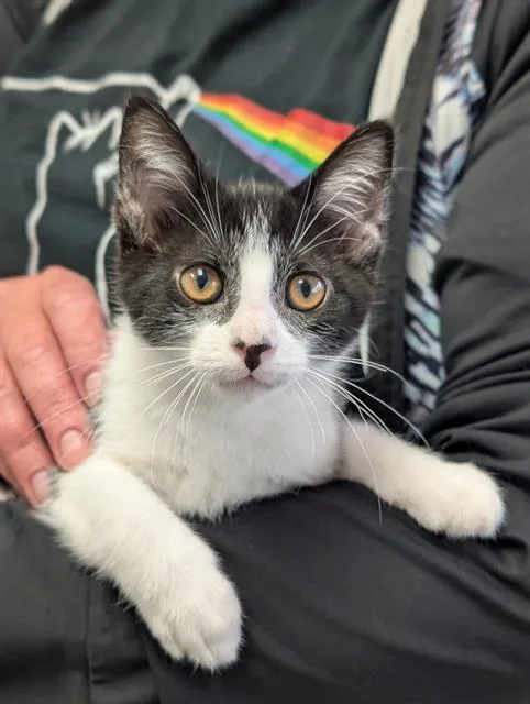 A baby small-sized female Domestic Short Hair cat named Abby for adoption in Canfield, OH
