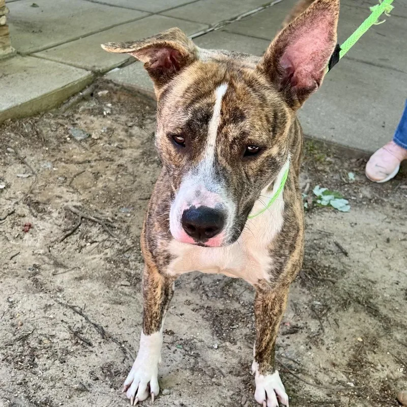 An adult medium-sized female Brindle Mixed Breed dog named Suki for adoption in Columbus, GA