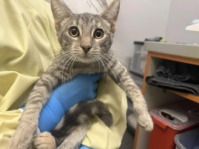 A young medium-sized female Domestic Short Hair cat named Billie for adoption in Kent, WA