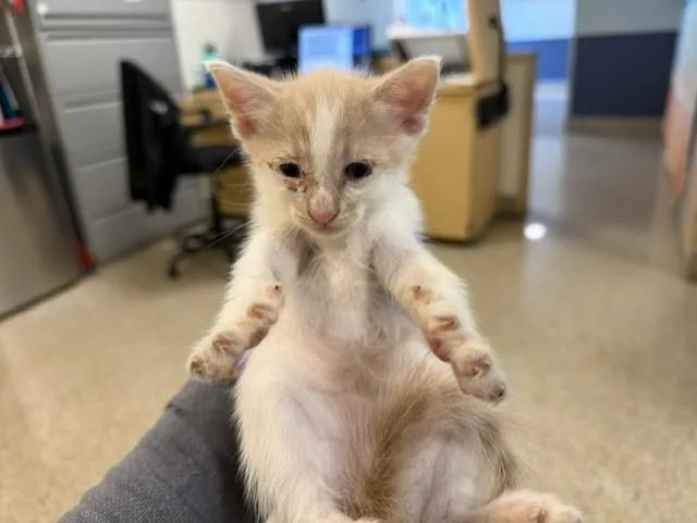 A baby small-sized male Domestic Short Hair cat named Kane for adoption in Miami, FL