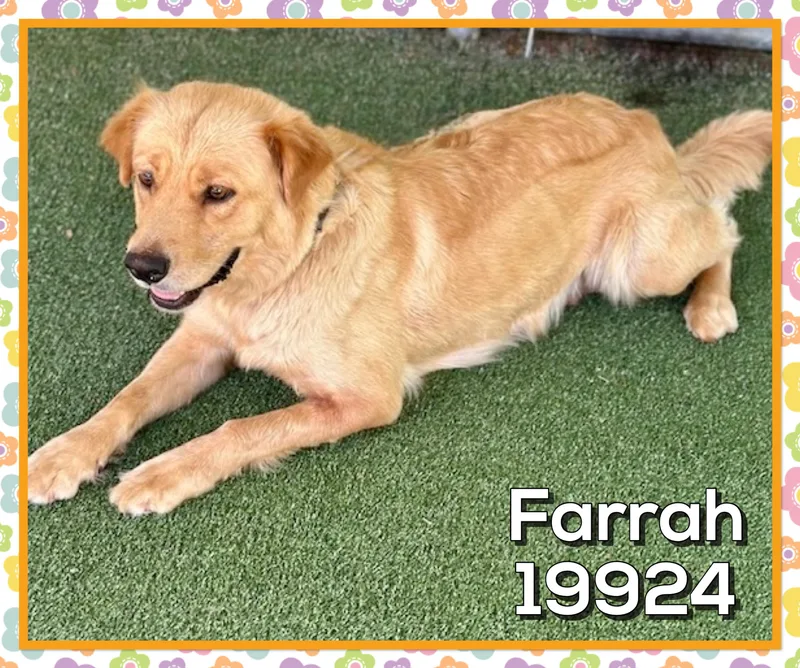 Farrah