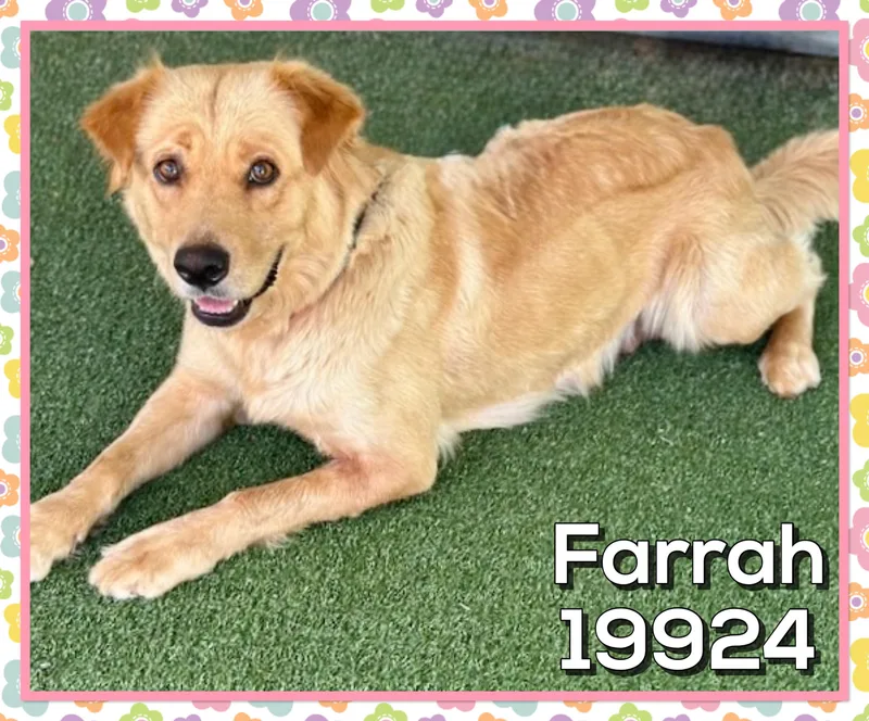 Farrah thumbnail 2