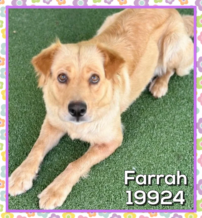 Farrah thumbnail 4