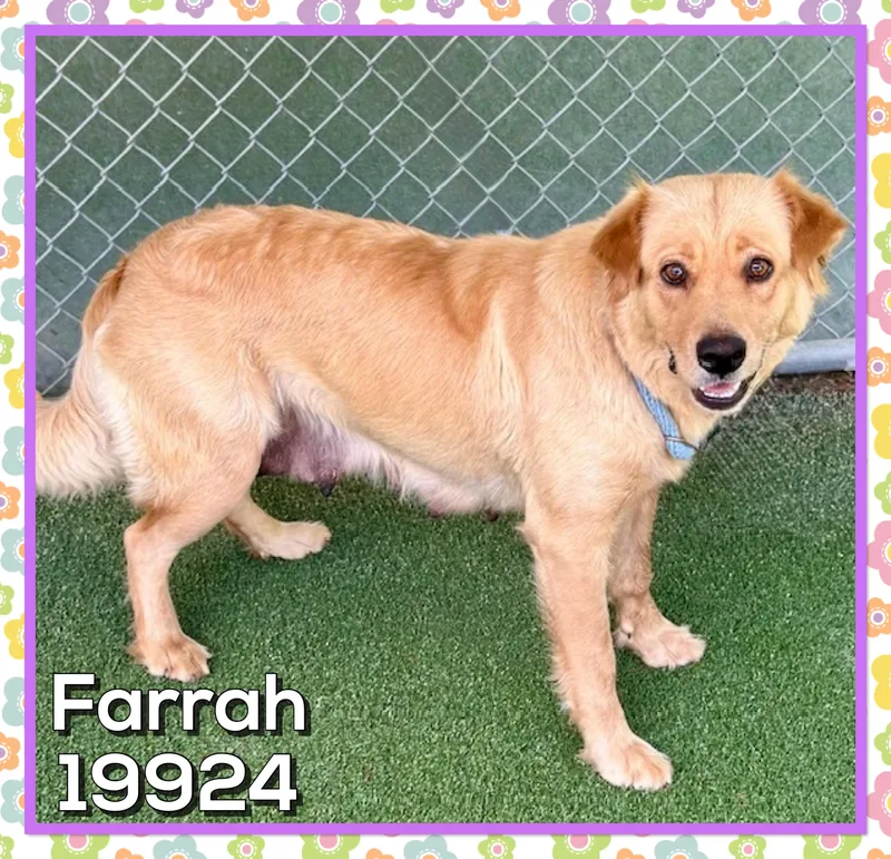 Farrah thumbnail 5