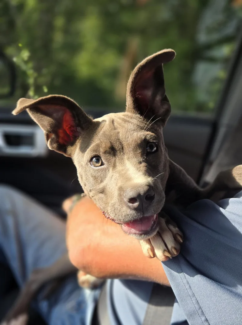 A baby medium-sized female Gray / Blue / Silver Pit Bull Terrier dog named Echo for adoption in Okemah, OK