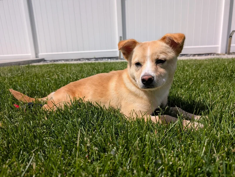 A baby small-sized male Golden Mixed Breed dog named Charles for adoption in Evanston, IL