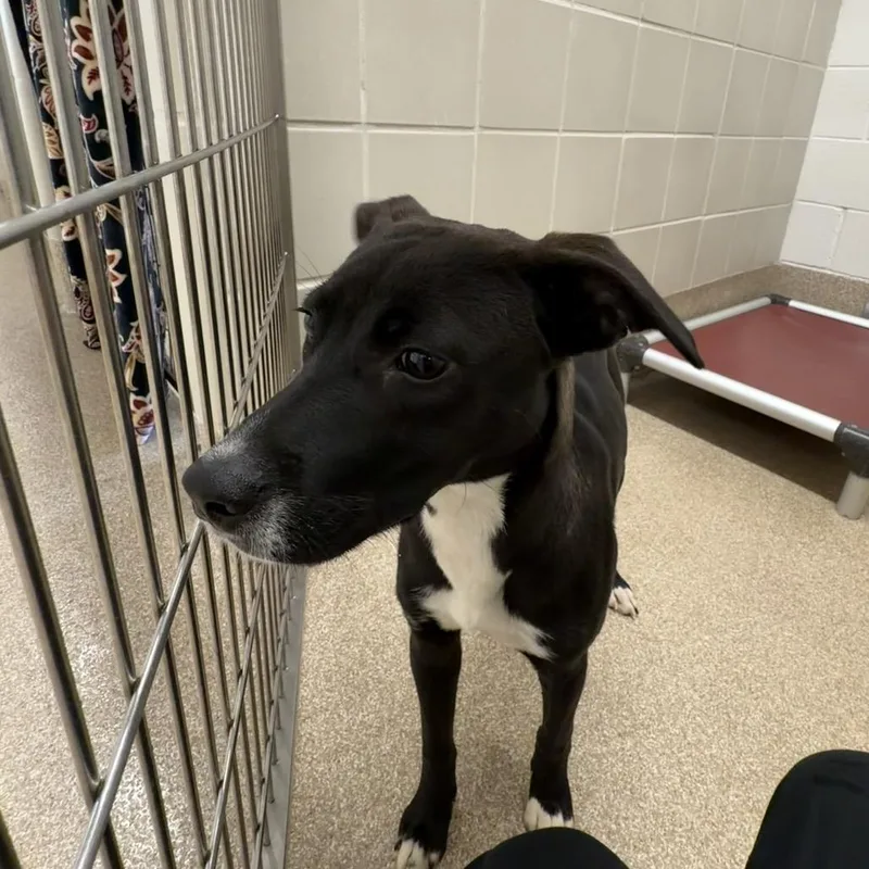 A baby small-sized female Black Labrador Retriever dog named El Dorado for adoption in League City, TX