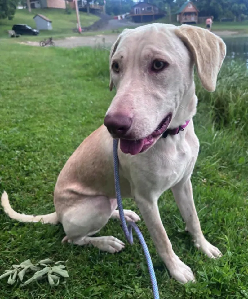 A young medium-sized female Apricot / Beige Labrador Retriever dog named Macy for adoption in Randolph Center, VT