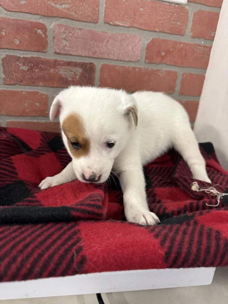 A baby small-sized male Pointer dog named Bennett for adoption in Houston, TX