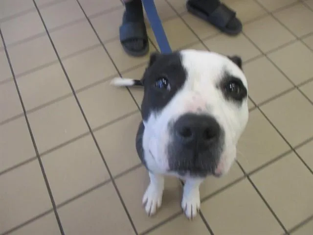A baby medium-sized male Staffordshire Bull Terrier dog named Labron for adoption in Ocala, FL