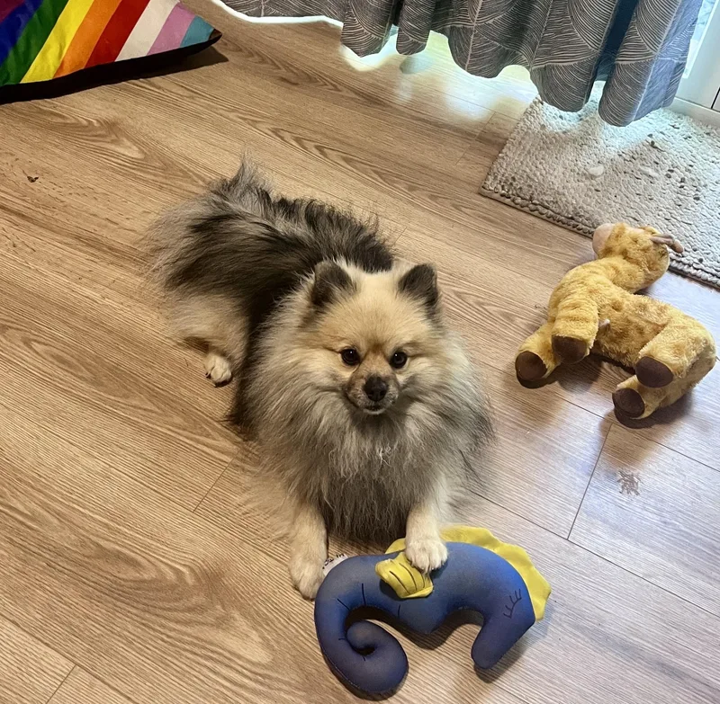 Rollo