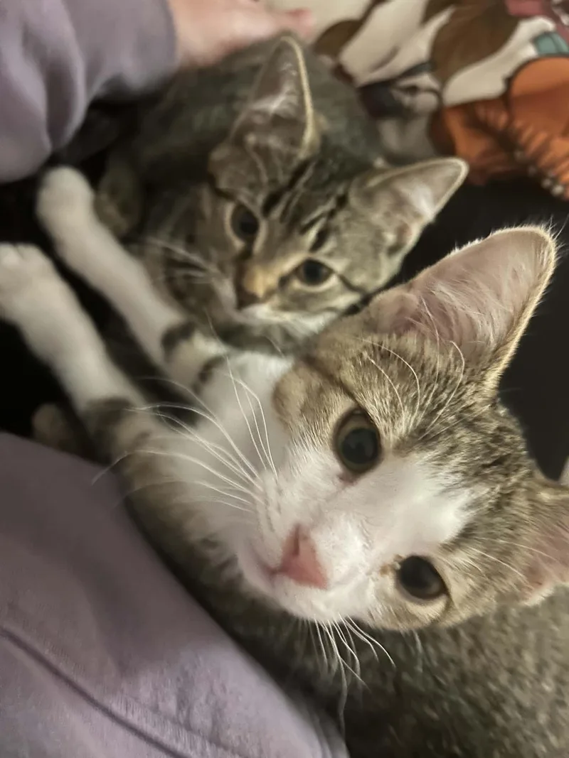 A baby small-sized male Domestic Short Hair cat named Dagda for adoption in Milwaukee, WI