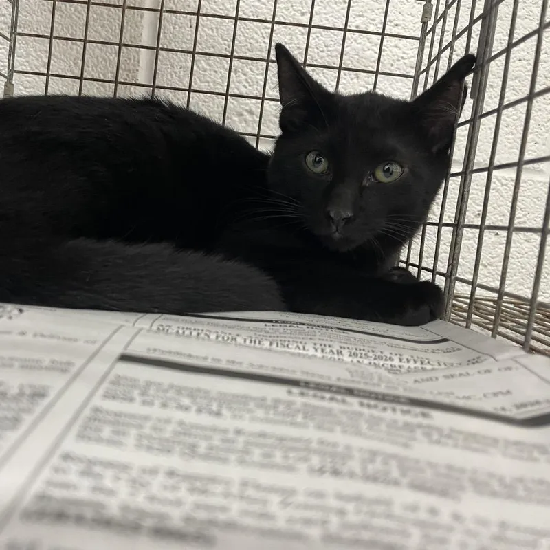 A young small-sized male Black Domestic Short Hair cat named Ezio for adoption in Leander, TX