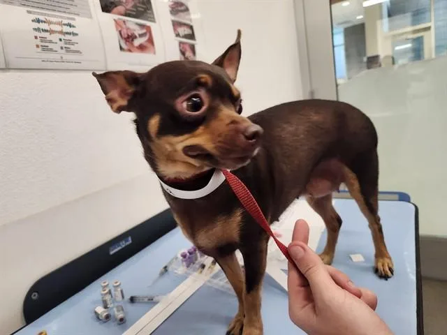An adult medium-sized female Chihuahua dog named Luna for adoption in Mesa, AZ